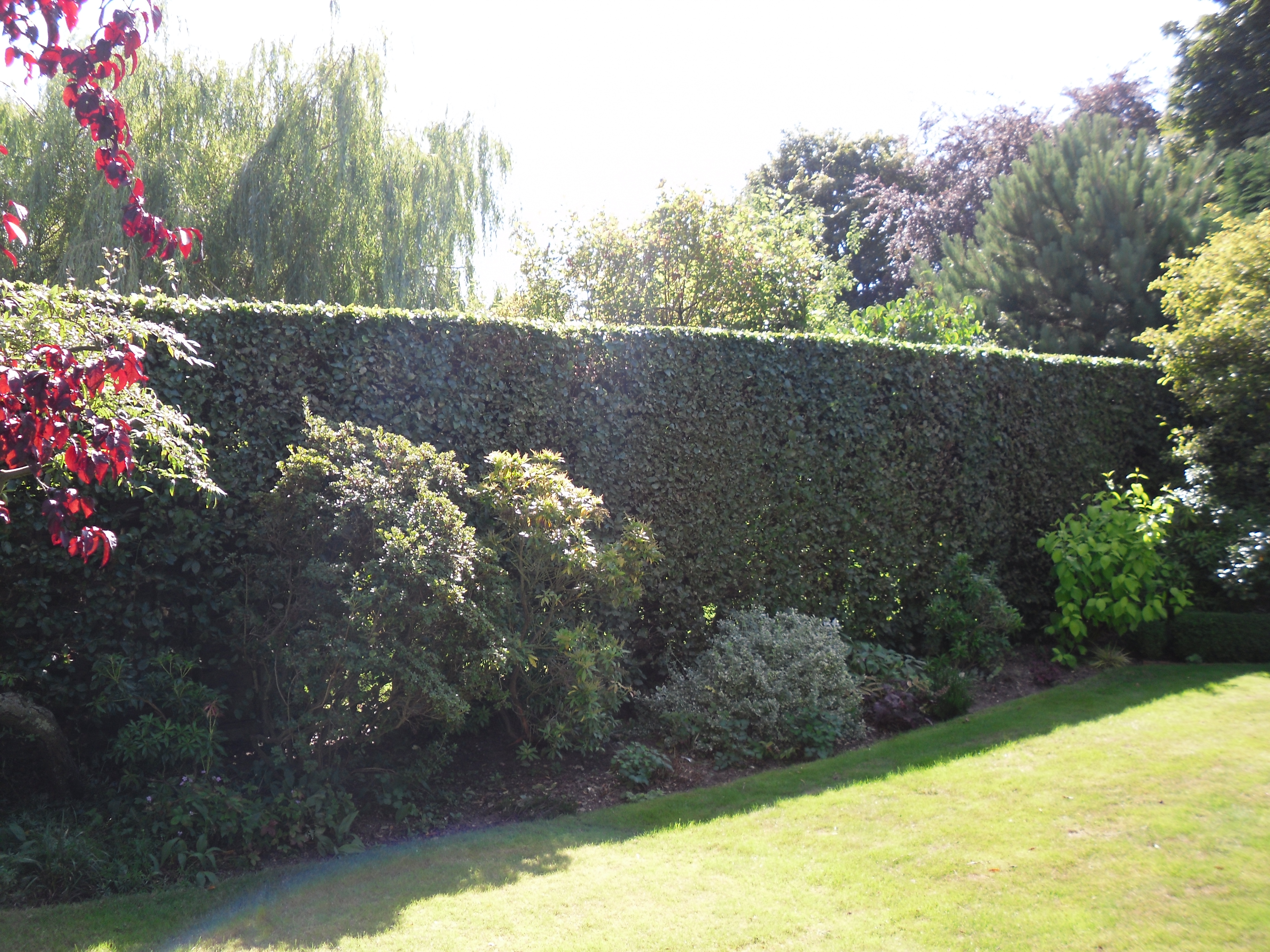 hedge cutting Tring